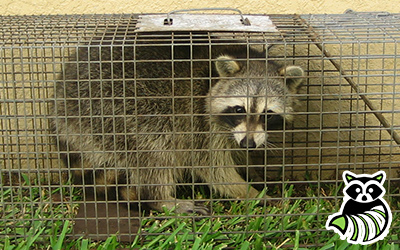 Berkeley County trapping